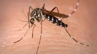 Depois das Mariposas, a natureza, ou a falta de limpeza, com...