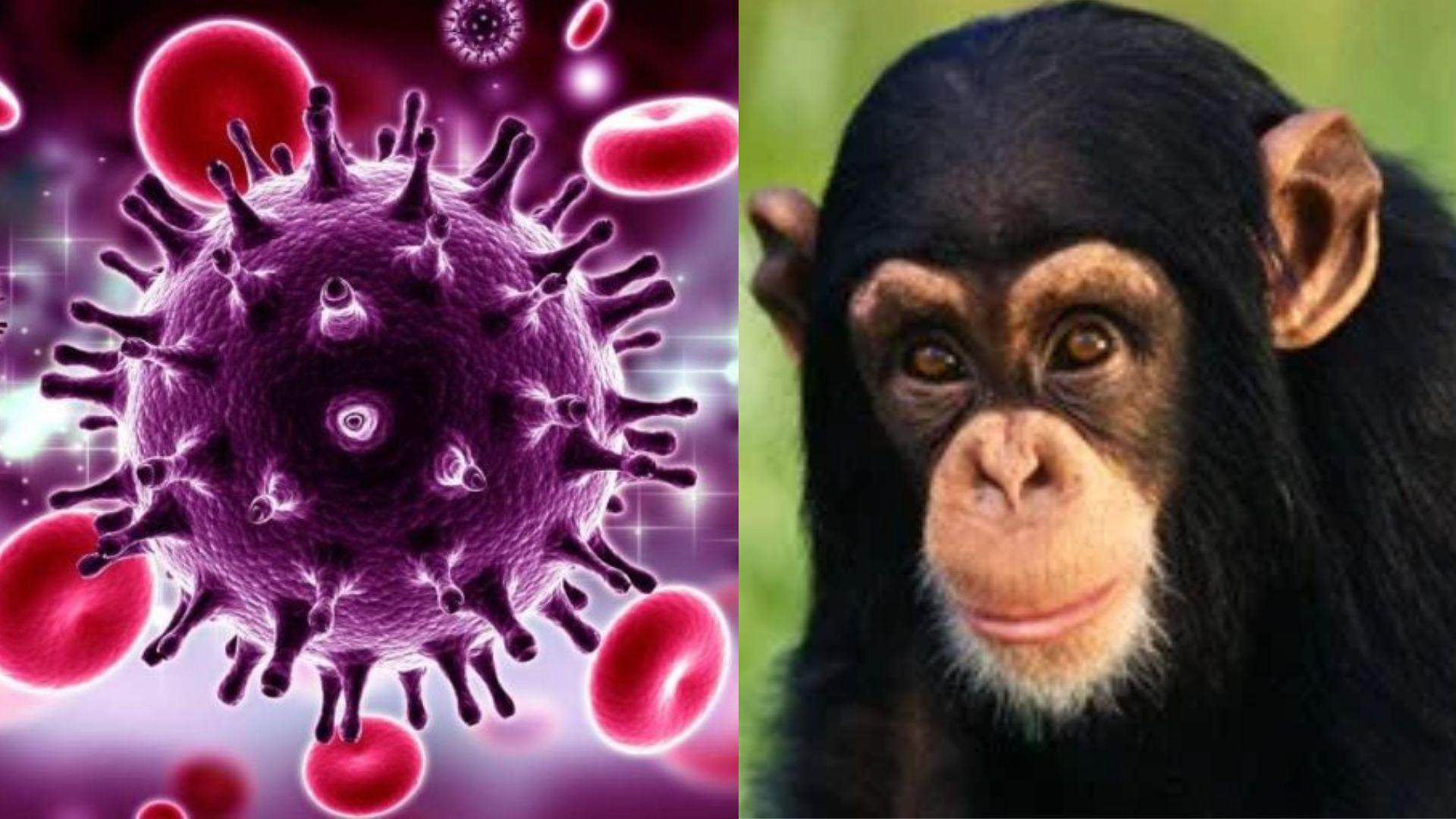 A origem da AIDS e como o HIV é transmitido
A AIDS (...
